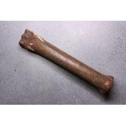 Primitive horse Metatarsal :  Equus sp. -  Pleistocene - North sea, Holland
