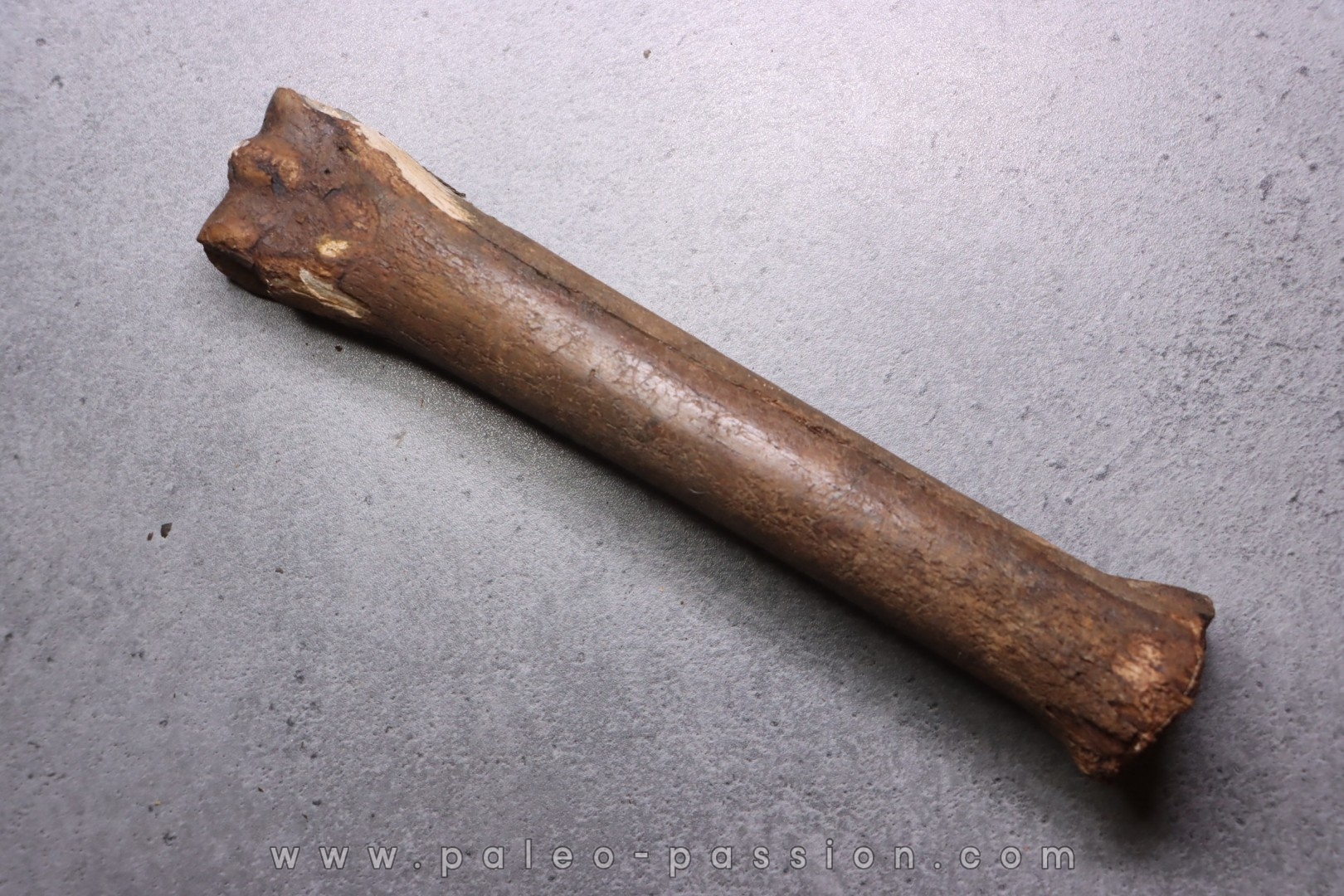 Metatarsal de cheval primitif Equus sp. - Pléistocène - mer du Nord, Hollande