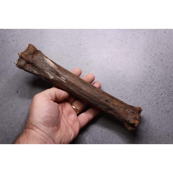 Primitive horse Metatarsal :  Equus sp. -  Pleistocene - North sea, Holland