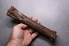 Metatarsal de cheval primitif Equus sp. - Pléistocène - mer du Nord, Hollande