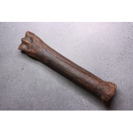 Primitive horse Metatarsal :  Equus sp. -  Pleistocene - North sea, Holland