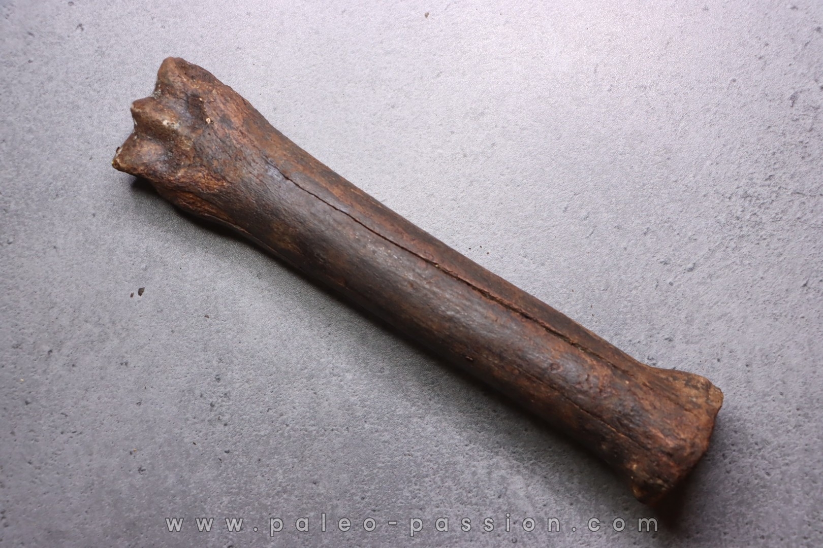 Metatarsal de cheval primitif Equus sp. - Pléistocène - mer du Nord, Hollande