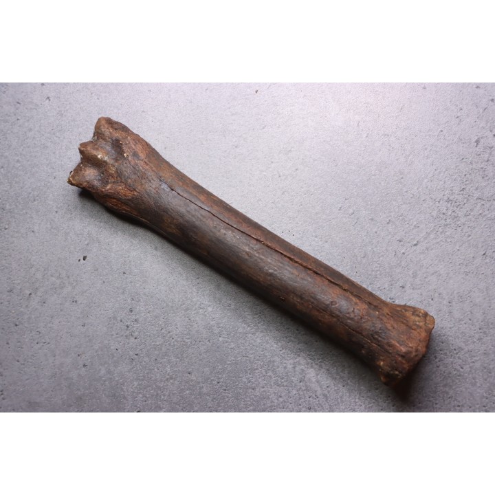 Metatarsal de cheval primitif  Equus sp. -  Pléistocène  - mer du Nord, Hollande
