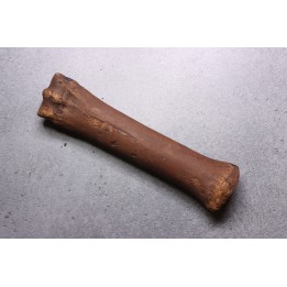 Metatarsal de cheval primitif  Equus sp. -  Pléistocène  - mer du Nord, Hollande
