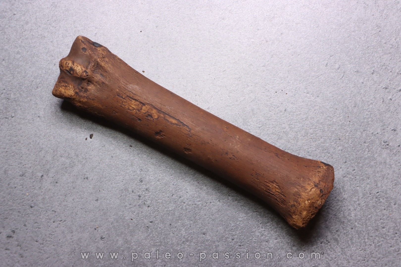 Metatarsal de cheval primitif Equus sp. - Pléistocène - mer du Nord, Hollande
