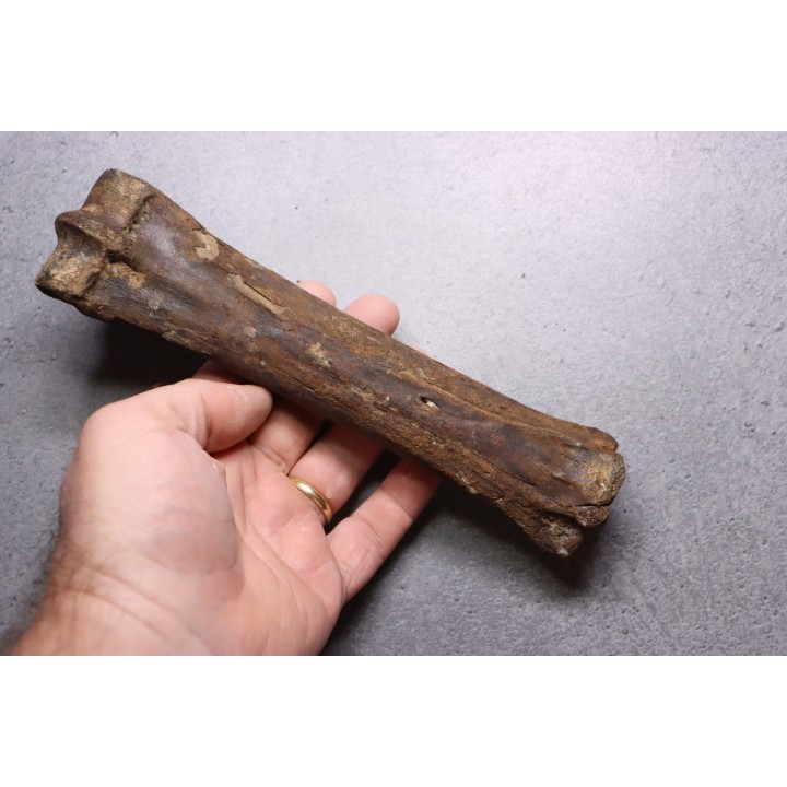 Metatarsal de cheval primitif  Equus sp. -  Pléistocène  - mer du Nord, Hollande