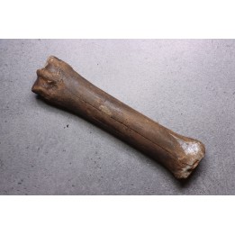 Primitive horse Metatarsal :  Equus sp. -  Pleistocene - North sea, Holland