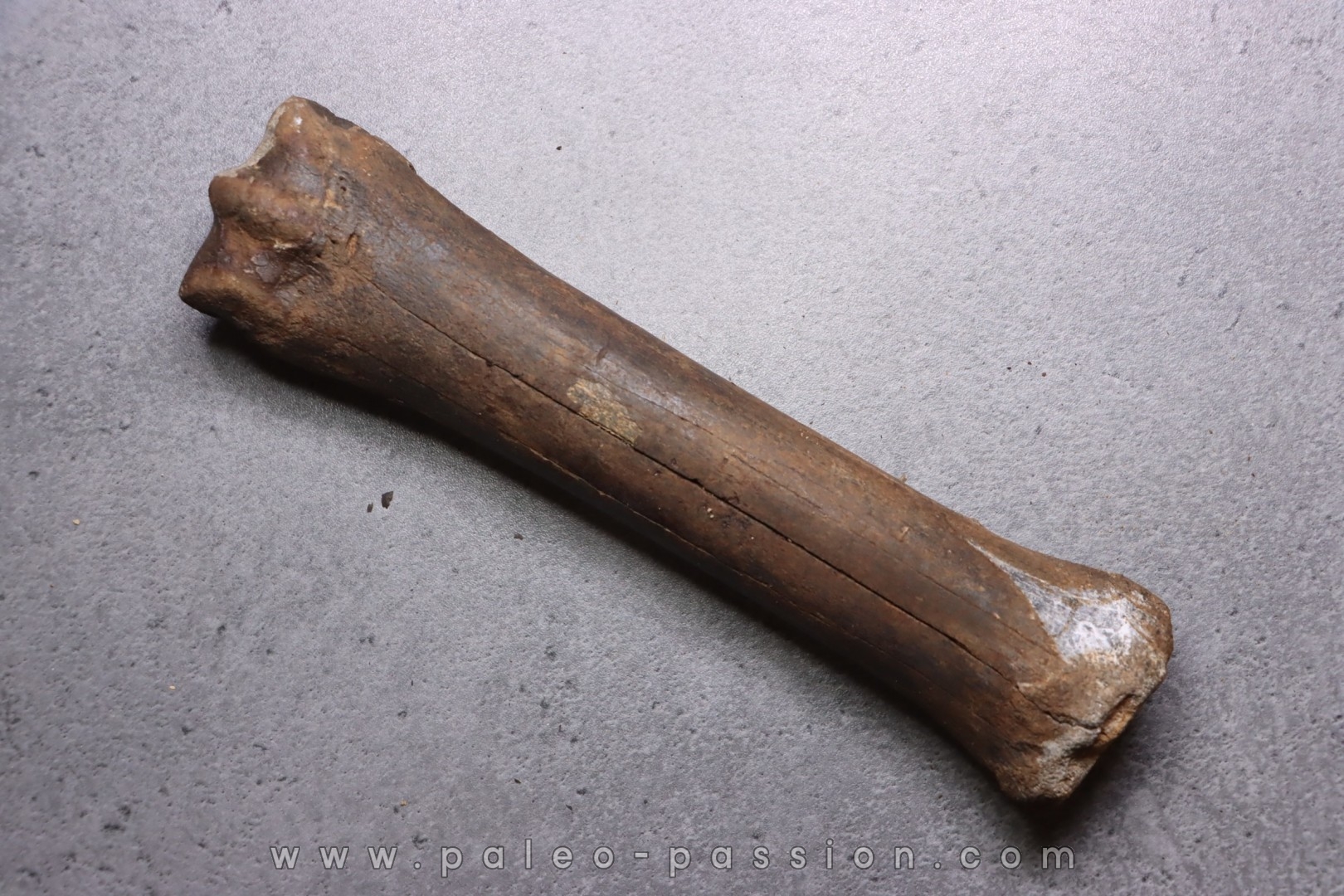 Metatarsal de cheval primitif Equus sp. - Pléistocène - mer du Nord, Hollande
