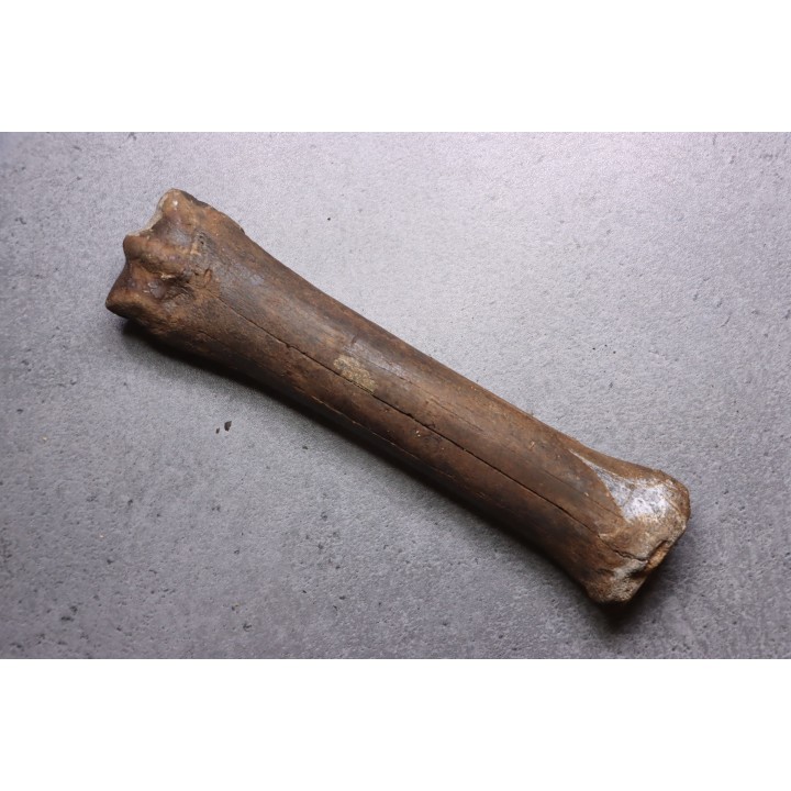 Metatarsal de cheval primitif  Equus sp. -  Pléistocène  - mer du Nord, Hollande