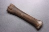 Primitive horse Metatarsal :  Equus sp. -  Pleistocene - North sea, Holland