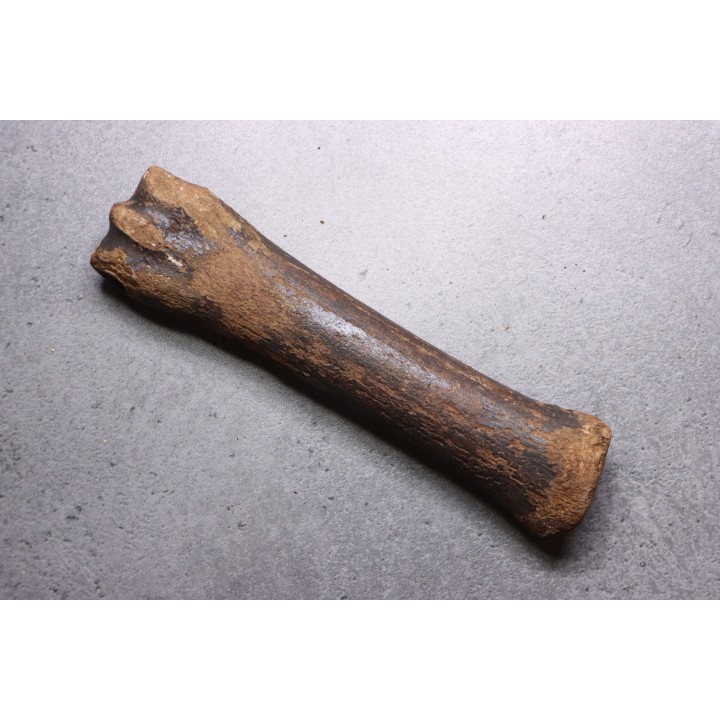 Metatarsal de cheval primitif  Equus sp. -  Pléistocène  - mer du Nord, Hollande