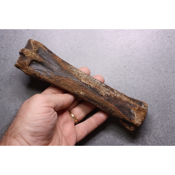 Primitive horse Metatarsal :  Equus sp. -  Pleistocene - North sea, Holland