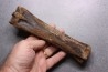 Primitive horse Metatarsal :  Equus sp. -  Pleistocene - North sea, Holland