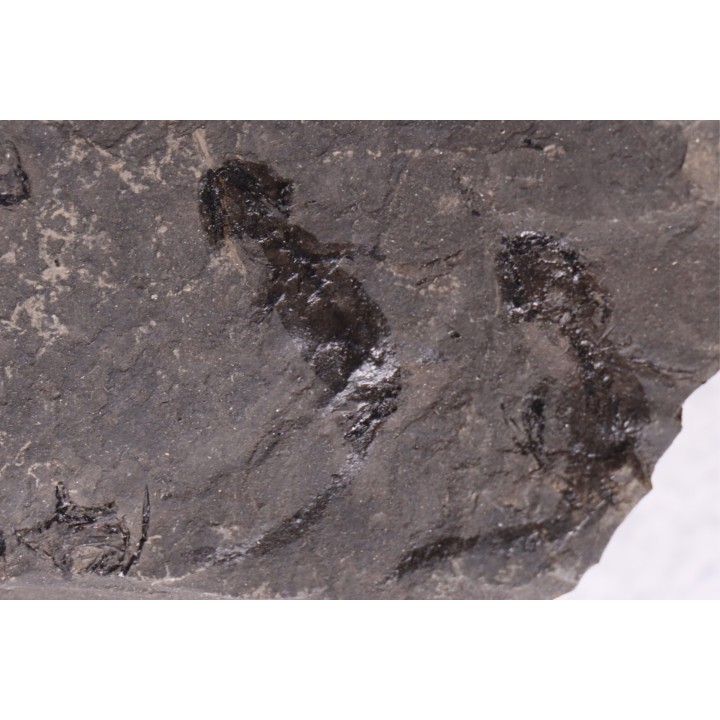 branchiosaure (protriton) petrolei - Autunien - Autun, FRANCE