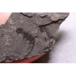 branchiosaure (protriton) petrolei - Autunian - Autun, France