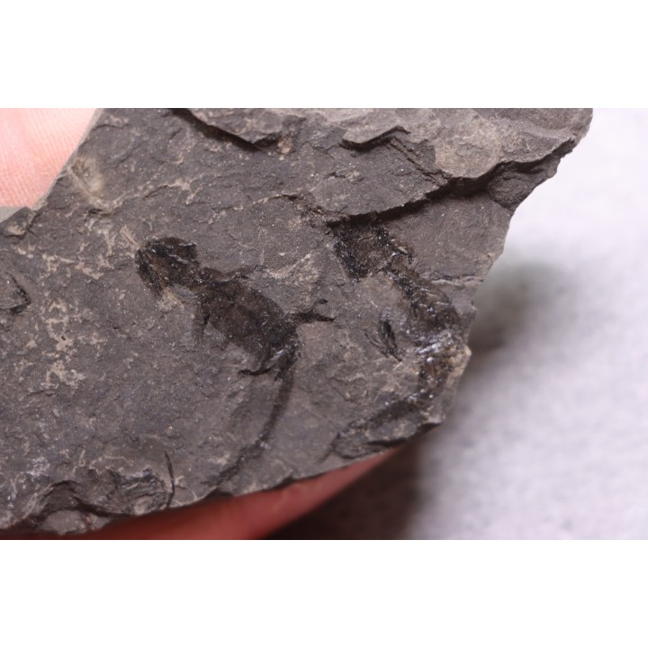 branchiosaure (protriton) petrolei - Autunien - Autun, FRANCE
