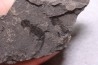 branchiosaure (protriton) petrolei - Autunien - Autun, FRANCE