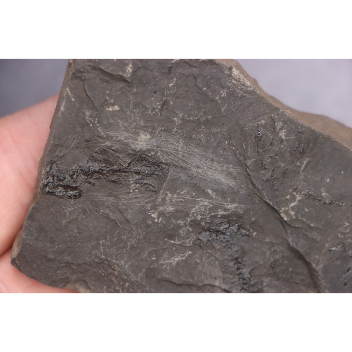branchiosaure (protriton) petrolei - Autunien - Autun, FRANCE