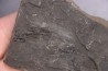 branchiosaure (protriton) petrolei - Autunian - Autun, France