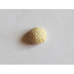 urchin glyptichus lamberti (3)