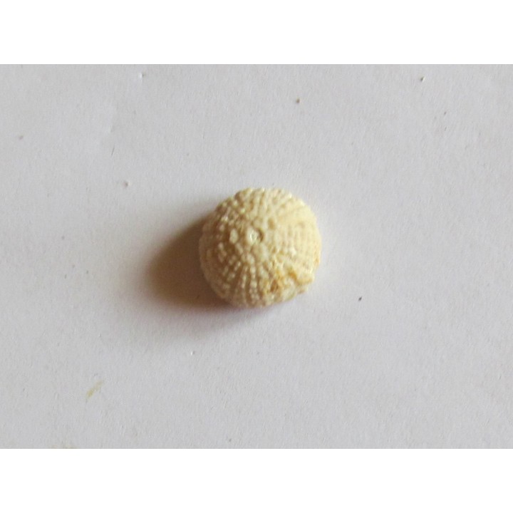 urchin glyptichus lamberti (3)