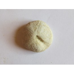urchin galeropygus sp. (1)