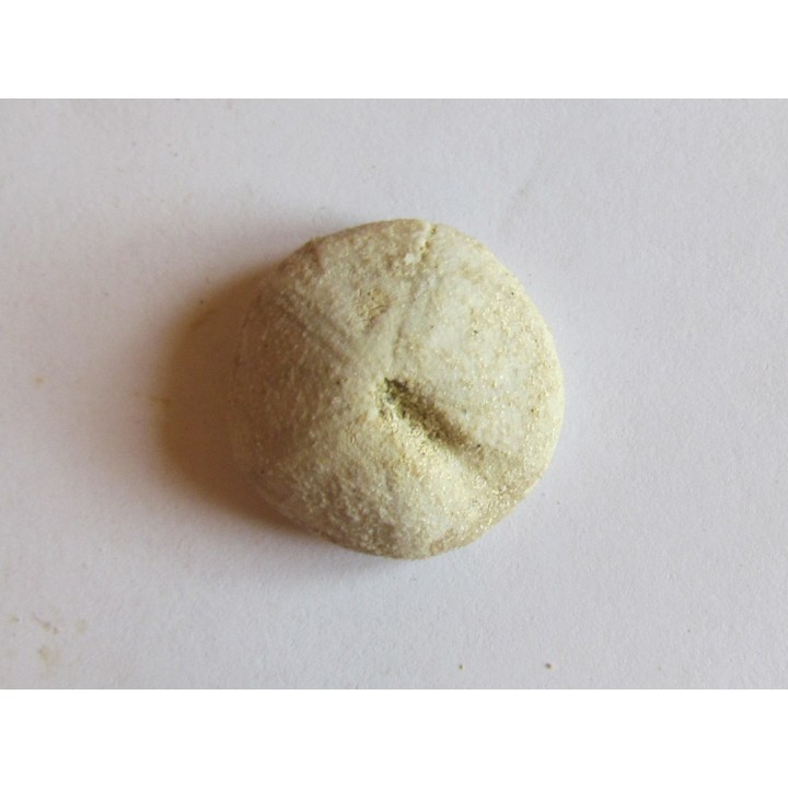 oursin galeropygus sp.