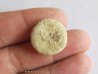 oursin galeropygus sp.