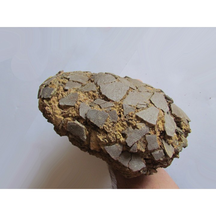 DINOSAUR EGG from france