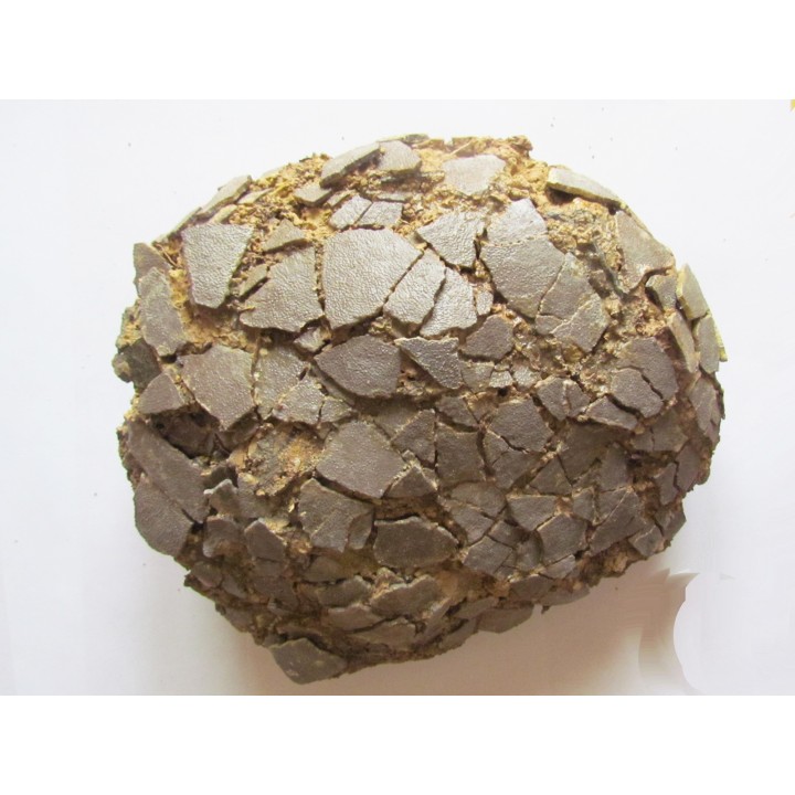 DINOSAUR EGG from france