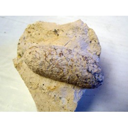 CROCODIL EGG: CROCODILIENOVUM MAJOR -1