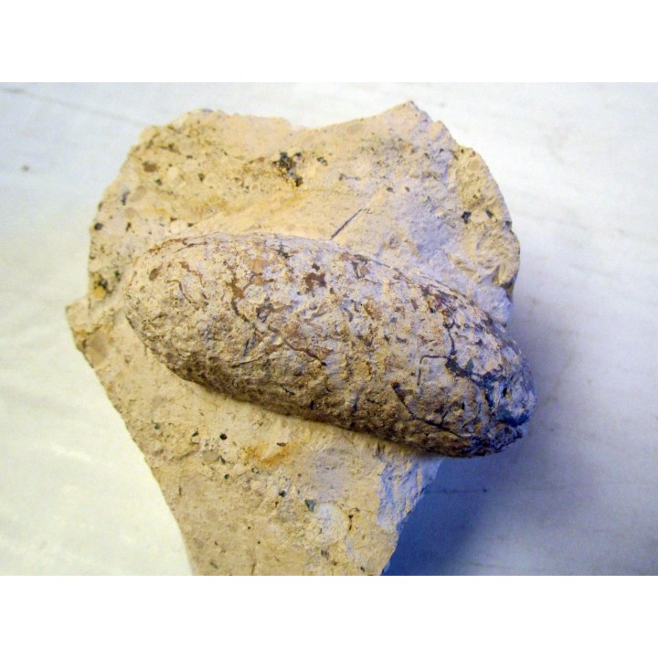 OEUF DE CROCODILE: CROCODILIENOVUM MAJOR -1
