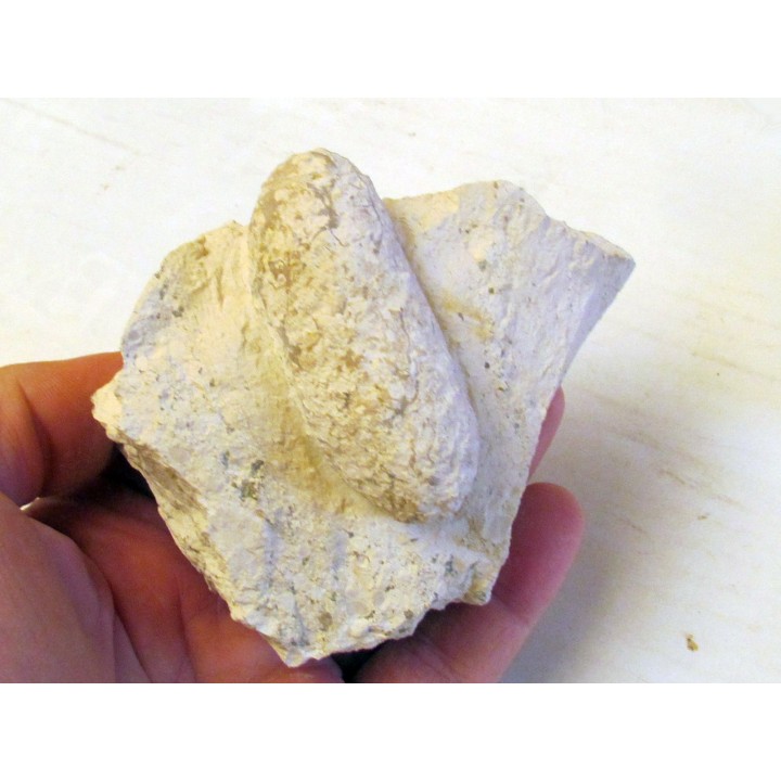 CROCODIL EGG: CROCODILIENOVUM MAJOR -1