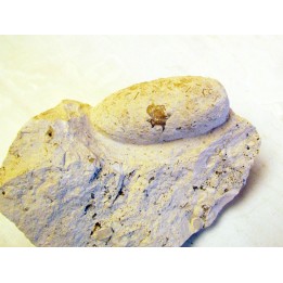 CROCODIL EGG: CROCODILIENOVUM MINOR