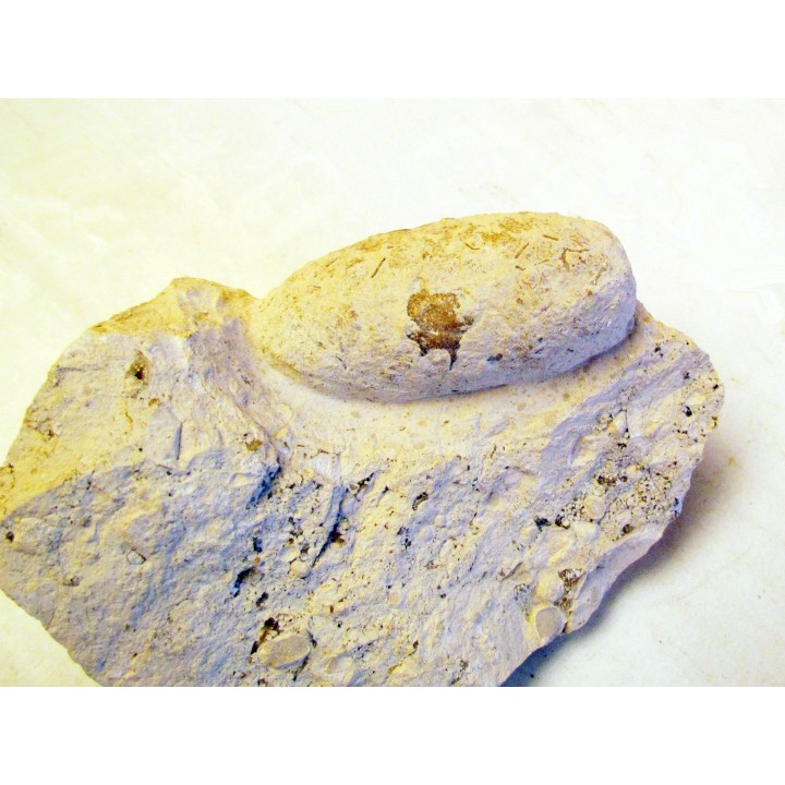OEUF DE CROCODILE: CROCODILIENOVUM MINOR