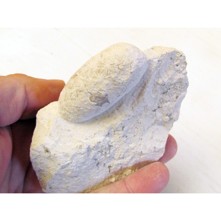 CROCODIL EGG: CROCODILIENOVUM MINOR