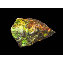 AMMOLITE (2)