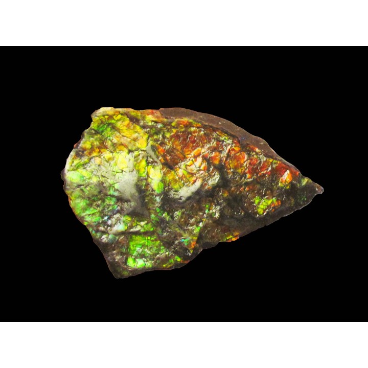AMMOLITE (2)