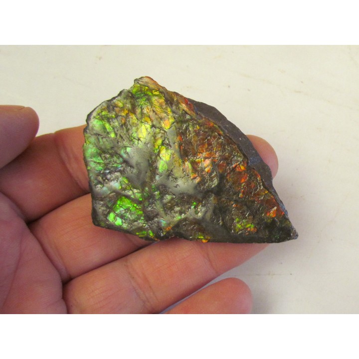 AMMOLITE (2)