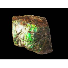 AMMOLITE (3)