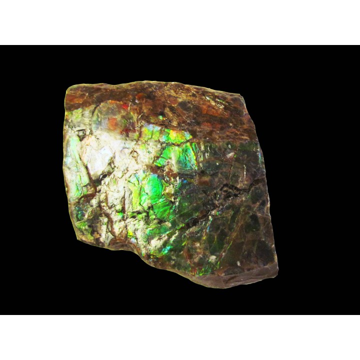AMMOLITE (3)