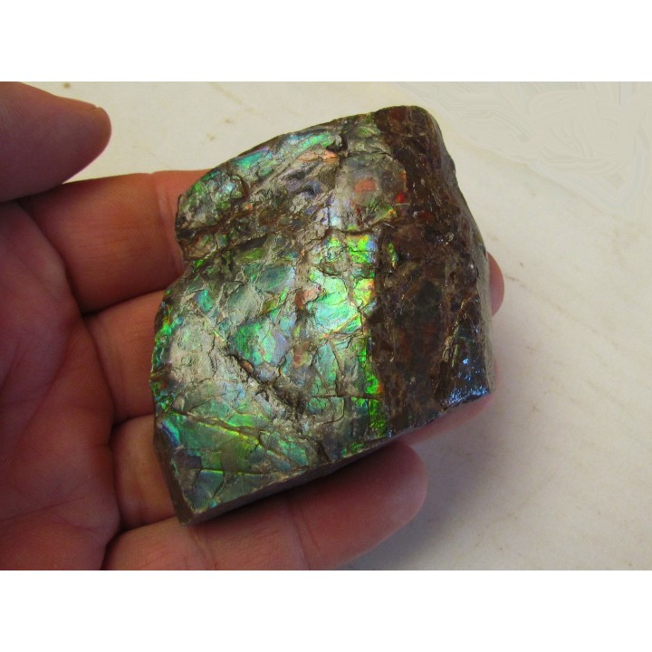 AMMOLITE (3)