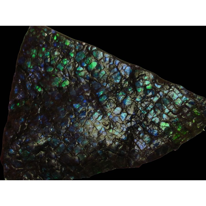 AMMOLITE (4)