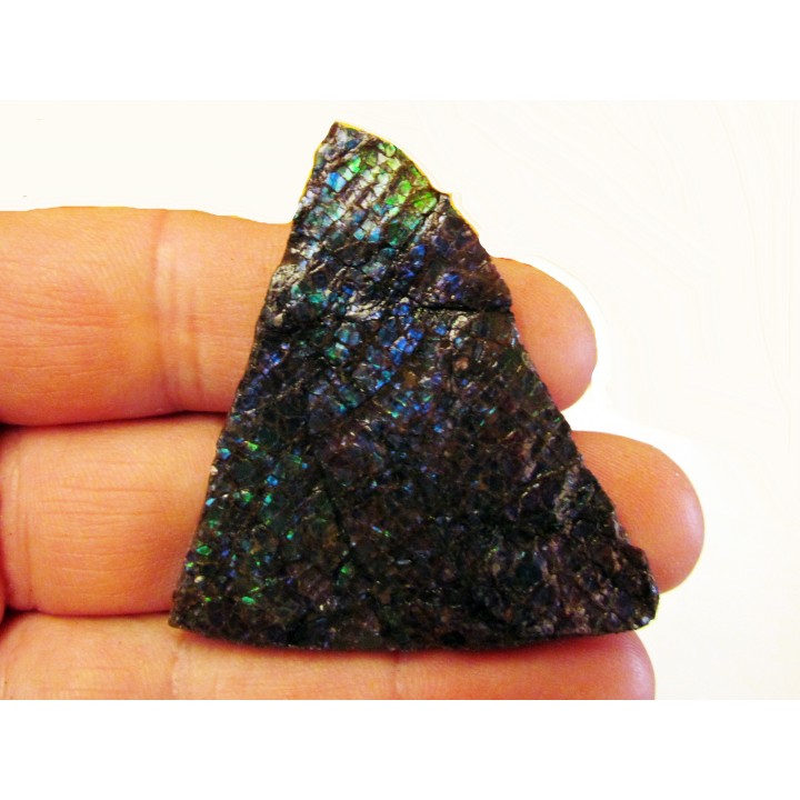 AMMOLITE (4)