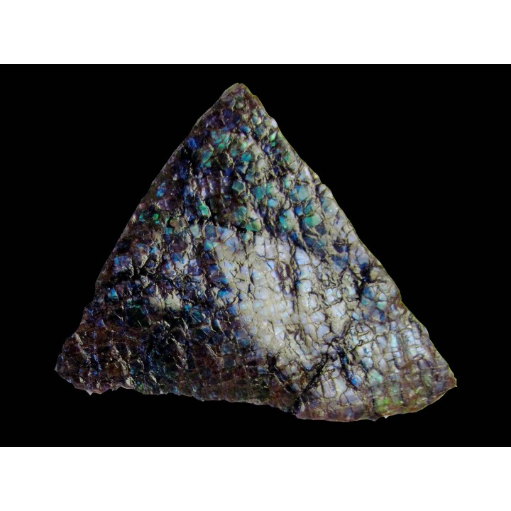 AMMOLITE (4)