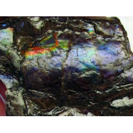 AMMOLITE (5)