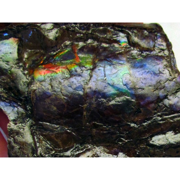 AMMOLITE (5)