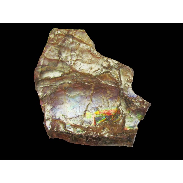 AMMOLITE (5)
