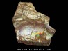 AMMOLITE (5)