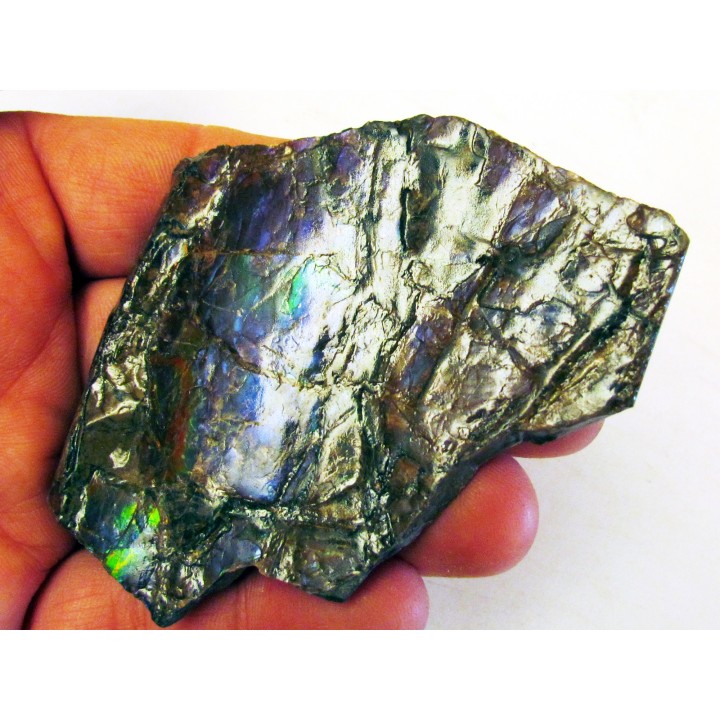 AMMOLITE (5)